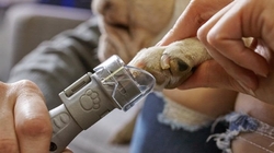 Dremel 7020-PGK Sada na stříhání drápků domácích zvířat (F0137020JA) 