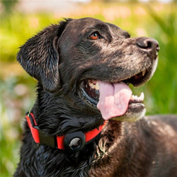 Spigen Pet Collar, black - AirTag
