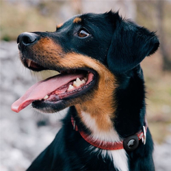 Spigen Pet Collar, black - AirTag